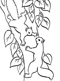 Két mókus fatörzsön