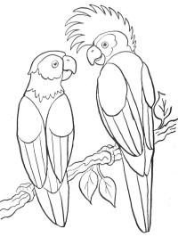 2 papagáj