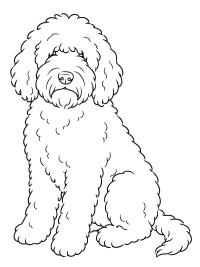 Barbet kutya