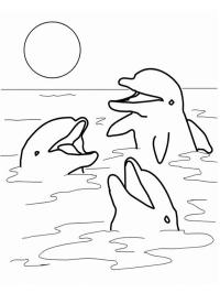 3 delfin a tengerben