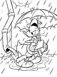 Donald kacsa az esőben