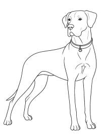 Német dog