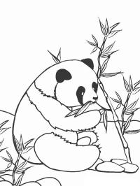 Panda bambuszt eszik