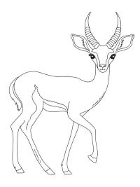 Gazella