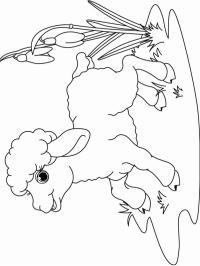 Kis bárány