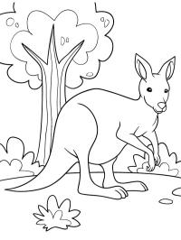Szép kengurú
