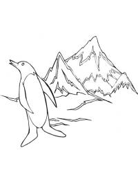 Pingvin a Déli-sarkon