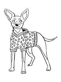 Törpe pinscher