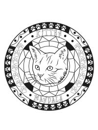 Kaleidoszkóp macska