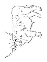 Skót felföldi marha