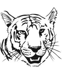 tigris fej