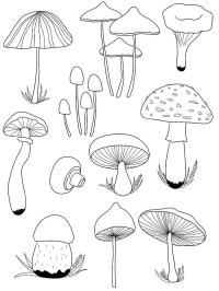 Különböző gombák
