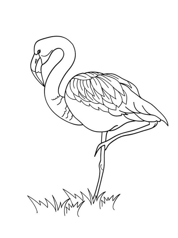 Flamingó felhúzott lábbal Kifestő