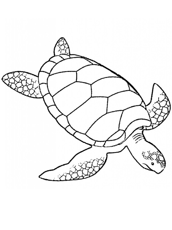 Alámerüló teknős Kifestő