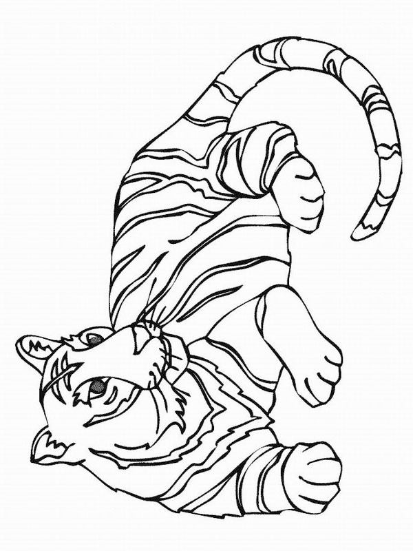 Fekvő tigris Kifestő