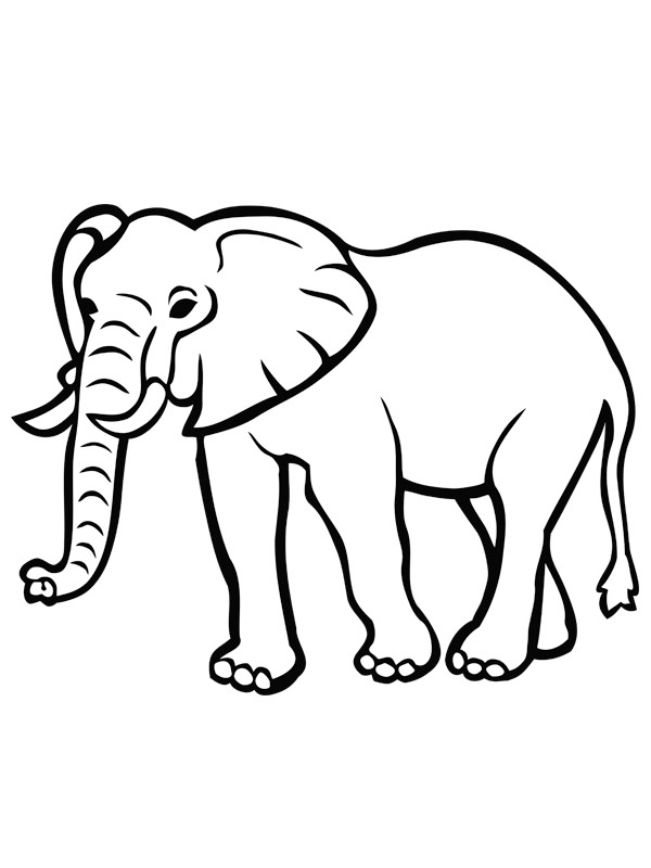 Öreg elefánt Kifestő