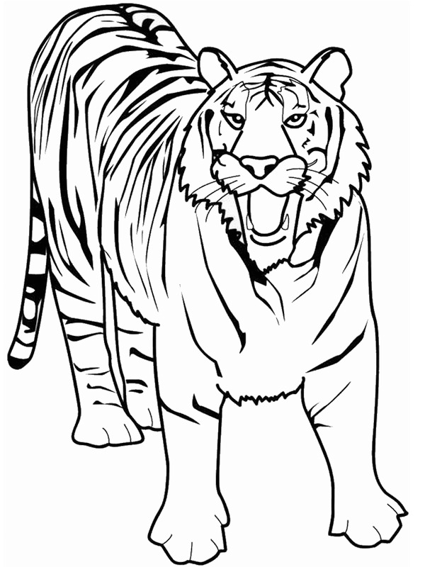 Tigris Kifestő