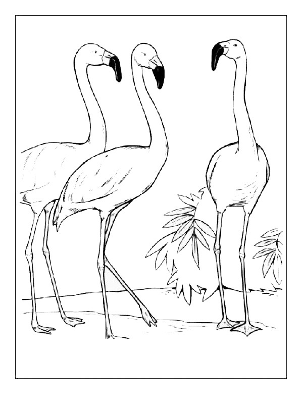 3 flamingó Kifestő