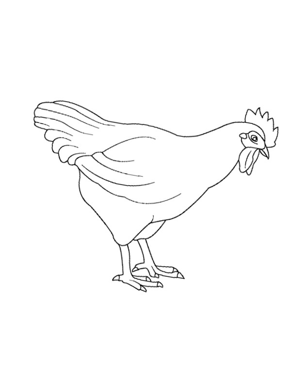 Csirke Kifestő