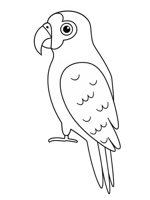Amazonas papag&aacute;j Kifestő