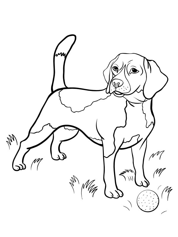 Beagle kutya Kifestő