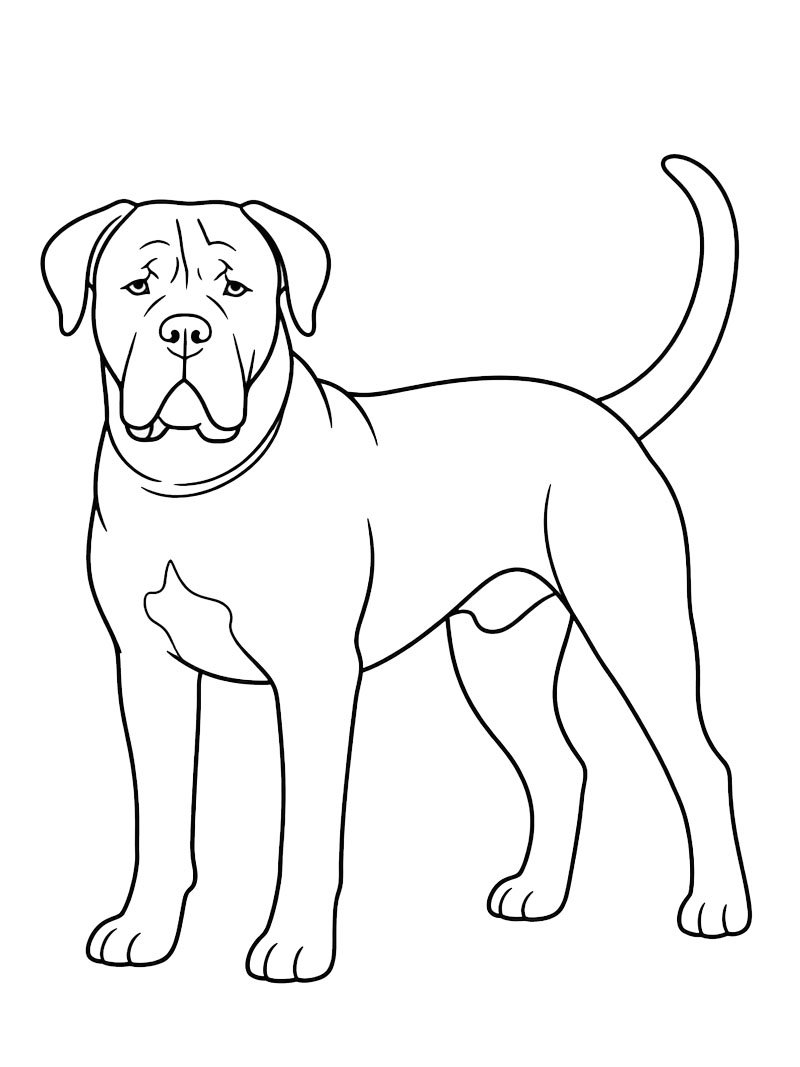 Cane corso Kifestő