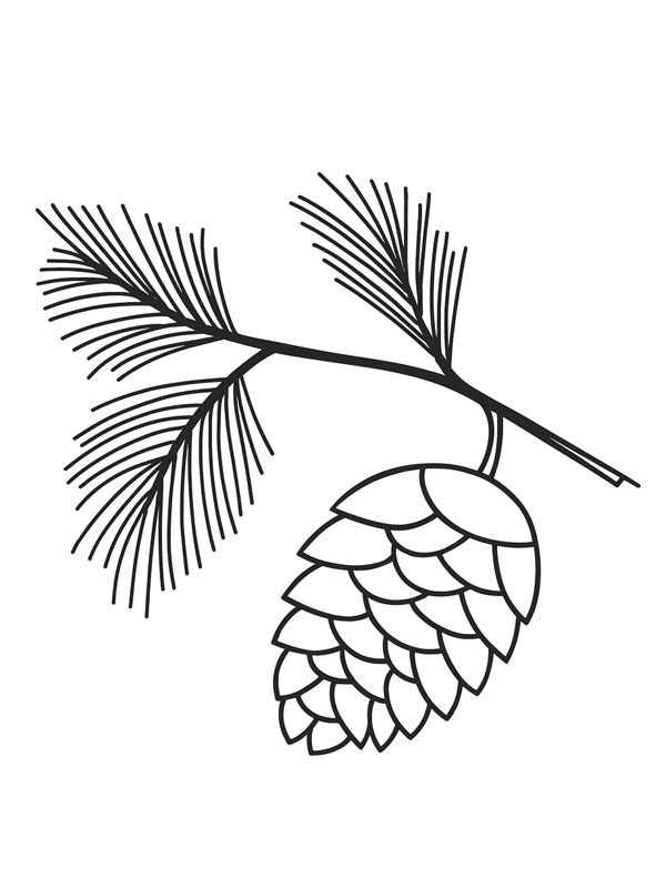 Fenyőtoboz Kifestő