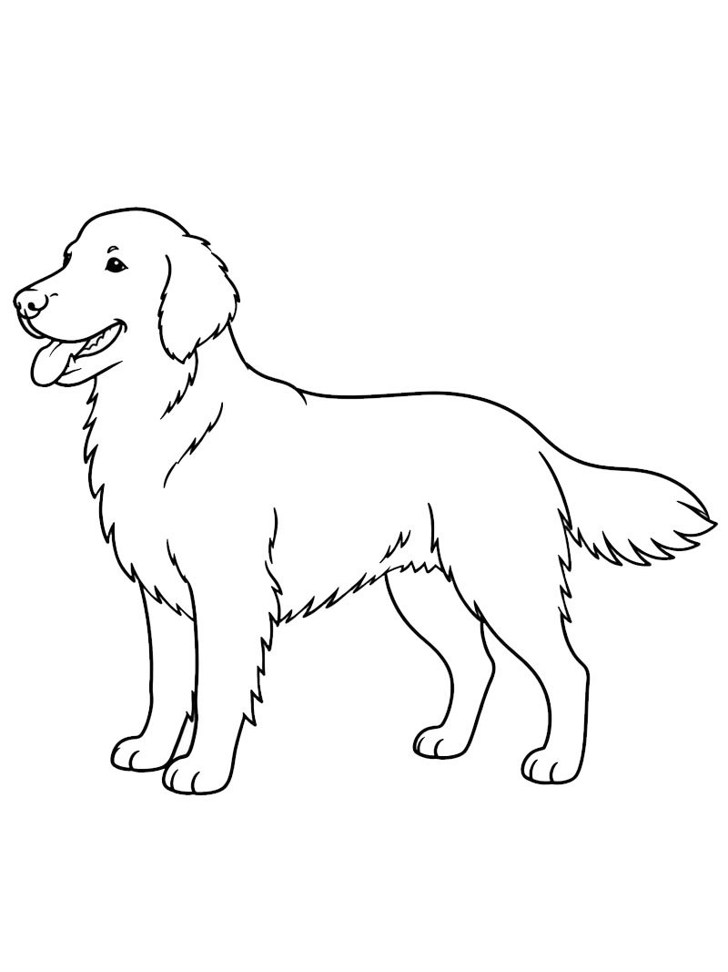 Simaszőrű retriever Kifestő