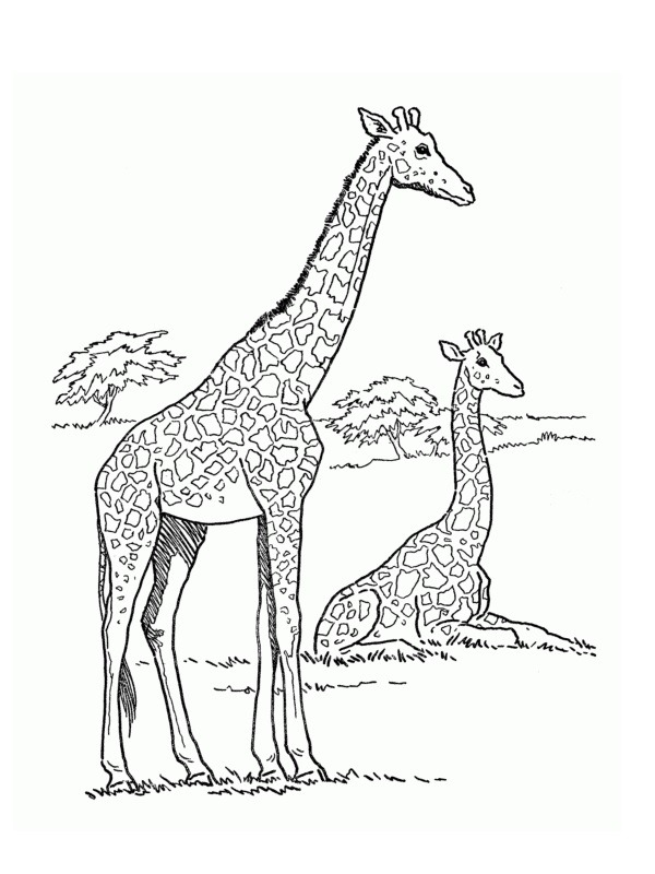 Ülő és álló zsiráf Kifestő