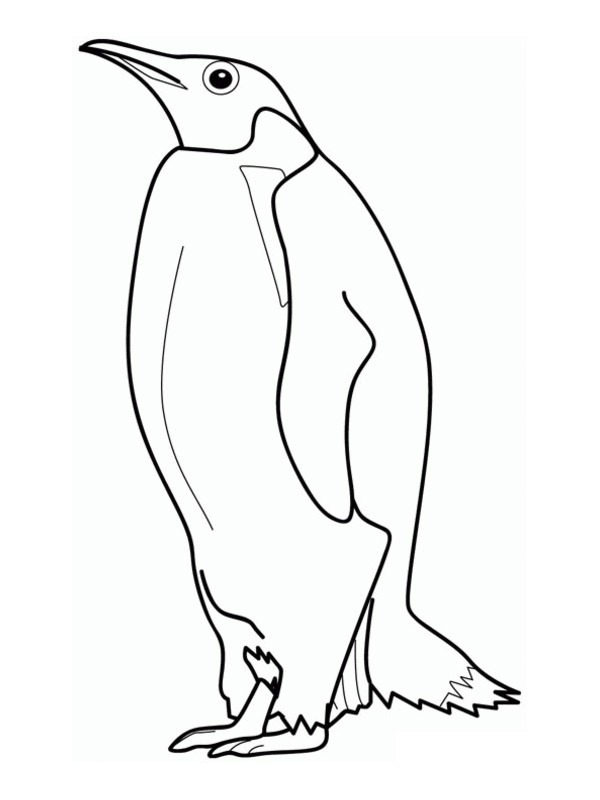 Császárpingvin Kifestő