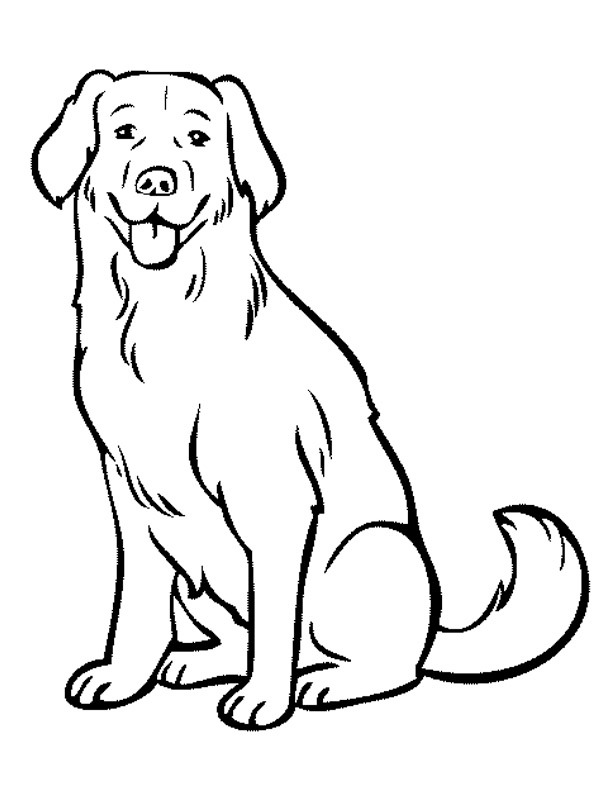 Labrador kutya Kifestő