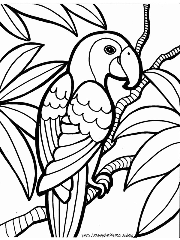 Papagáj Kifestő