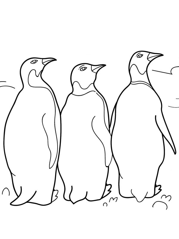 3 királypingvin Kifestő