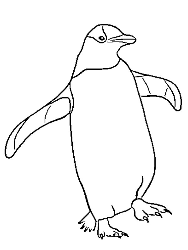 Pingvin Kifestő