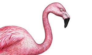 Flamingók