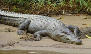 Krokodilos